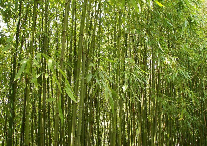 winterharter bambus