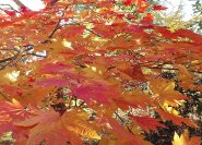 Kräftig rotes Herbstlaub des japanischen Ahorn