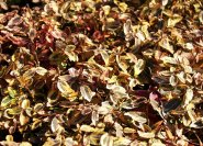 Euonymus fortunei, die Sorte  'Emerald'n Gold'n im Winter. Die Blätter röten sich.