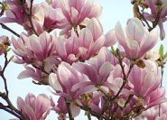 Magnolia x soulangiana im April