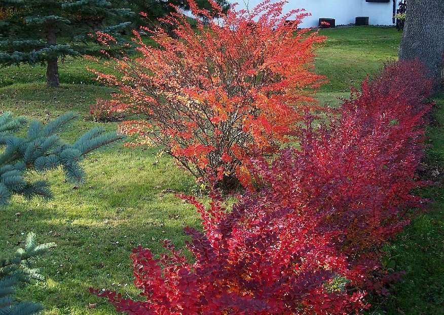 Berberitzenhecke mit oranger Herbstfärbung