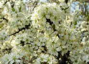 Prunus spinosa, Schlehe, Schwarzdorn - Blüten im April, wertvolle Bienenweide