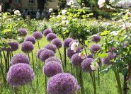 Allium 'Globemaster', Riesenzierlauch als Rosenbegleitpflanzung