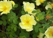 Rosa xanthina f. hugonis (Chinesische Goldrose) ideal für Rosenhecken (keine Kartoffelrose)