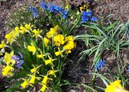 Die Sorte 'Spring Beauty' und gelbe Frühlingsblumen geben einen schönen Farbkontrast.
