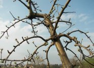 (5.) Gut ausgebildetes Fruchtholz am Apfelbaum in Natura