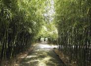 hoher Bambus