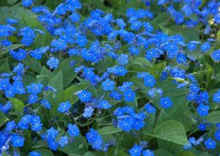 Omphalodes verna Vergissmeinnicht blaue Blüte