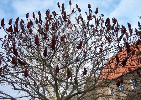Essigbaum Fruchtstand im Winter