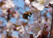 Bienenweide für die Honigbienen