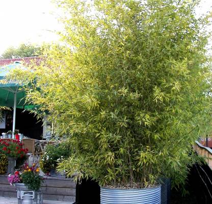 Gartenbambus al Kübelpflanze