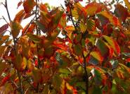 Indianersommer rotes herbstlaub am Hamamelis