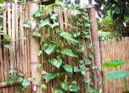 Bambus Sichtschutz und Bambusmatten