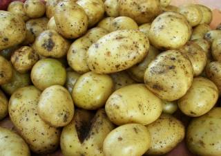 Frühkartoffeln