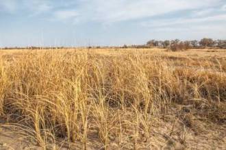 Mega Dürre ausgetrocknete Felder
