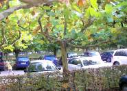 Parkplatzbepflanzung Platanen Bäume
