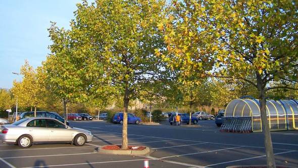 Geeignete Bäume für Parkplätze