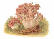 Hahnenkamm - Clavaria botrytis