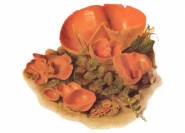 Orangebecherpilz - Peziza aurantia