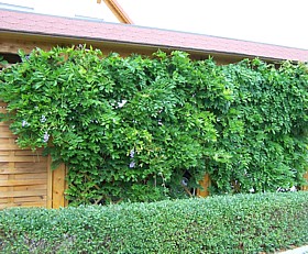 Holzlamellenzaun als Sichtschutz im Vorgarten