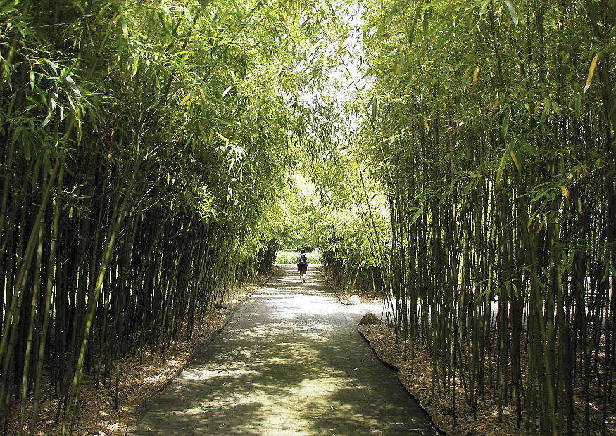 Hoher winterharter Bambus 