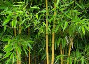 Phyllosachys aureosulcata 'Aureocaulis', ein schöner mittelhoher Bambus, immergrün