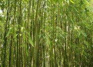 Phyllostachys viridiglaucescens, ein winterharter hoher Bambus