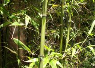 Grüner Tempelbambus, Semiarundinaria fastuosa viridis