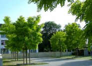 Goldblattrobinien vertragen viel Trockenheit als Stadtbäume (Parkplatzbäume).
