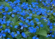Grundbepflanzung mit Bodendeckern wie dem blau blühenden Gedenkemein.