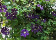 Violette Sorte 'Etoile Violette' mit großen Blüten