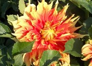 Eine echte Riesin ist 'Autumn Sunburst'. Ihre Blüten variieren in der Farbe und gehen manchmal mehr ins Rot oder Gelb. Höhe ca. 140cm.