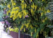 Goldregen und lila Flieder als Sichtschutzpflanzung an der Straße.