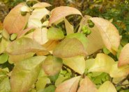Orixa japonica, Herbstblätter und Früchte.