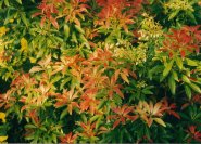 Pieris x 'Forest Flame' im Juni: über bronzefarbene Blätter verliert sich der Feuerrausch und das Laub wird langsam grün.