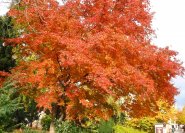 Acer palmatum: Auch die Herbstfärbung der einfachen Art ist wunderschön.