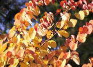 Herbstliche Färbung des Kuchenbaumes.