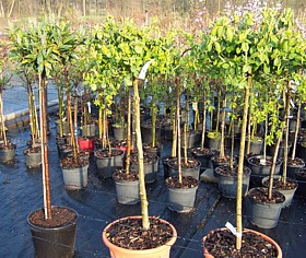 Euonymus fortunei 'Sarcoxie' Hochstammpflanzen im Kübel