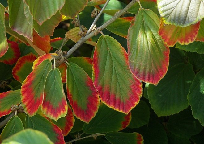 Indiansummer :-) Tipp: Virginia-Zaubernuss vor farbige Fassade pflanzen