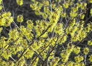 Hamamelis intermedia 'Westerstede', gelbe Zaubernuss mit Duftblüte