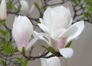 Magnolia x soulangiana, Sorte mit weißen Blüten (Name leider unbekannt)