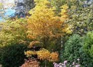 Lila Herbstastern steigern das herbstliche Farbenspiel