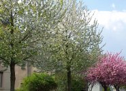 Blühender Straßenbaum (im Hintergrund rosa Sorte 'Kanzan')