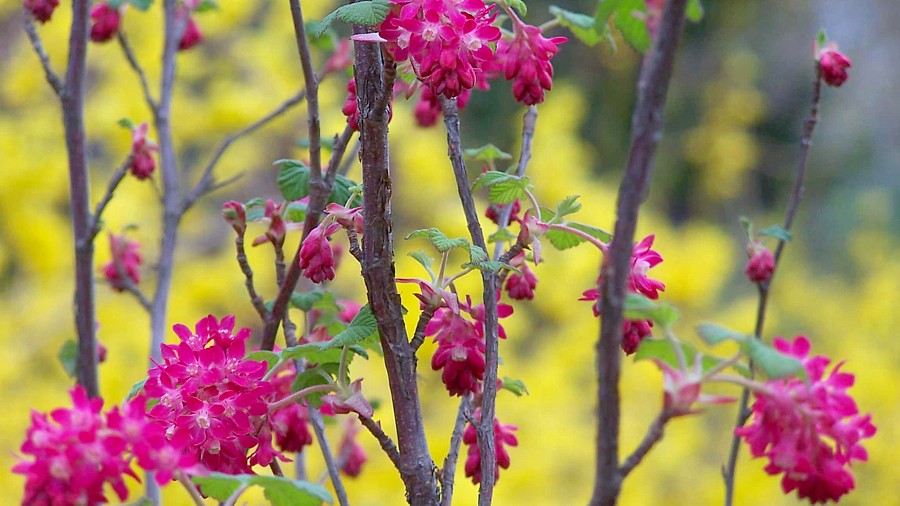 Ribes sanguineum, Zierjohannisbeere