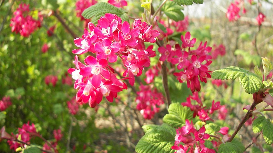 Ribes sanguineum Sorte 'Koja'