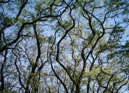 Robinia pseudoacacia - malerische Bäume