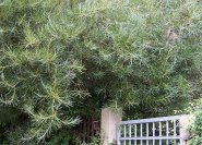 Salix eleágnos 'Angustifolia', Rosmarinweide