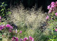 Ausladender Wuchs - Deschampsia caespitosa, ich habe die Schmiele in meinem Garten, weil ich dieses Ziergras gern in Blumensträuße einbinde - die Blumenrabatte bekommt durch sie ein wenig Waldcharakter.