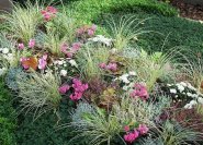 Herbstbepflanzung für ein Gras. Winterharte Gräser eignen sich auch für Wechselpflanzungen.