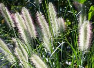 Pennisetum alopecuroides 'Fountain Grass'.